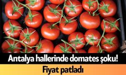 Antalya hallerinde domates şoku! Fiyat patladı