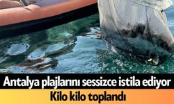 Antalya plajlarını sessizce istila ediyor
