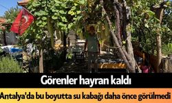 Antalya'da bu boyutta su kabağı daha önce görülmedi