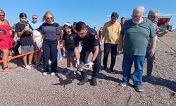 Antalya'da kaplumbağalar uyduyla izlenecek