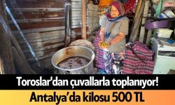 Toroslar'dan çuvallarla toplanıyor! Antalya’da kilosu 500 TL