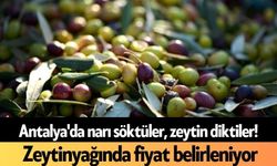 Antalya'da narı söktüler, zeytin diktiler! Zeytinyağında fiyat belirleniyor