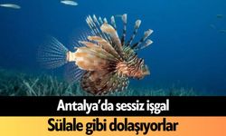 Antalya’da sessiz işgal! Sülale gibi dolaşıyorlar