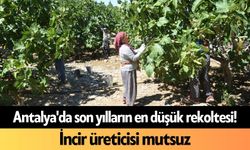 Antalya'da son yılların en düşük rekoltesi! İncir üreticisi mutsuz