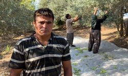 Antalyalıların beklediği hasat başladı! Zeytin pazarda 100 lira