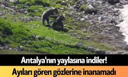 Antalya'nın yaylasına indiler! Ayıları gören gözlerine inanamadı