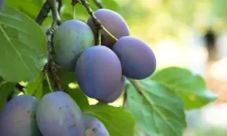 Damson eriği nedir, faydaları neler?