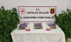 Gazipaşa'da ormanlık alanda kenevir operasyonu
