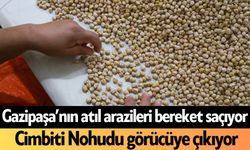 Gazipaşa’nın atıl arazileri bereket saçıyor! Cimbiti Nohudu görücüye çıkıyor