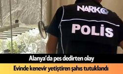 Alanya'da pes dedirten olay! Evinde kenevir yetiştiren şahıs tutuklandı