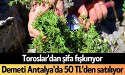 Toroslar'dan şifa fışkırıyor: Demeti Antalya'da 50 TL'den satılıyor