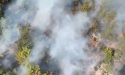 Son dakika! Antalya'da orman yangını çıktı