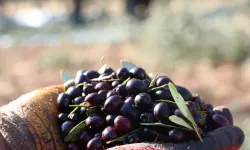 Zeytinin fiyatı düştü, maliyeti patladı
