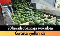 70 bin adet Gazipaşa avokadosu Gürcistan yollarında
