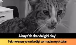 Alanya'da skandal olay: Tekmelenen yavru kedinin uyutulması tepki çekti