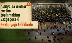 Alanya'da üretici zeytini toplamaktan vazgeçecek! Zeytinyağı tehlikede
