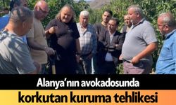 Alanya’nın avokadosunda korkutan kuruma tehlikesi