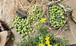 Antalya'da zeytin üreticiyi mutlu edecek mi?