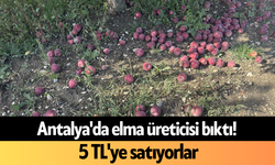 Antalya'da elma üreticisi bıktı! 5 TL'ye satıyorlar