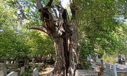 Antalya'da orada önlem alınmazsa tek bir ağaç bile kalmayacak