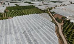 Antalya'da üretici pes etmiyor: Biberler dünya pazarına açılıyor!