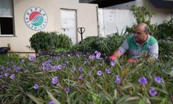 Antalya'nın o ilçe belediyesinin dev tesisinde üretilen çiçekler evlere ve bahçelere yağacak