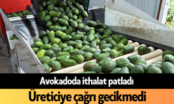 Avokadoda ithalat patladı, Alanya'da üreticiye çağrı gecikmedi
