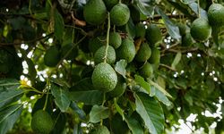 Avokado fiyatları düştü! Üretici avokadoları toplamıyor