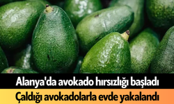 Alanya'da avokado hırsızlığı başladı: Çaldığı avokadolarla evde yakalandı