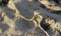 Deniz yılanı Antalya, Alanya'da var mı? Zehirli mi, insanı ısırır mı?