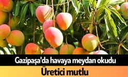 Gazipaşa'da havaya meydan okudu: Üretici mutlu