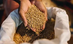 TİGEM’in Buğday ve Arpa İhalesi tarihi belli oldu