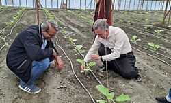 Alanya Müdüründen şalvarlı sera mesaisi: Devrimi başlattı