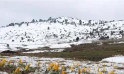Antalya'nın yaylasında sürpriz: Beyaza büründü