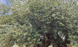 Antalya’da 1200 yıllık zeytinden 90 kilo ürün bekleniyor