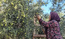 Antalya'da geçen yıl yarım litresi 1.500 TL’ydi! Literatürü sallıyor
