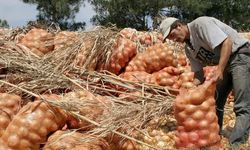 Herkes patates ve soğanın fiyatının düşmesini bekliyordu... Dondurulacak!