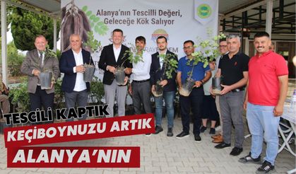 Tescili kaptık: Keçiboynuzu artık Alanya'nın
