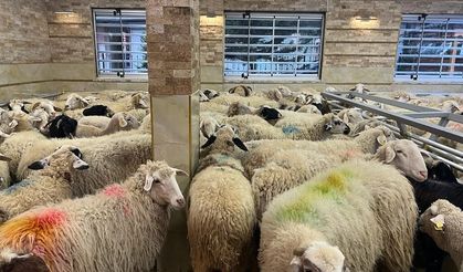 Kurbanlık pazarları sakin! Fiyatlar 25-40 bin TL arasında