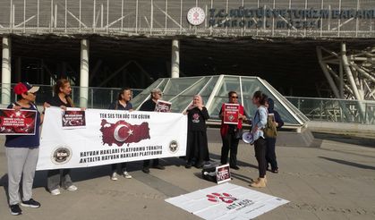 Antalya’da Nekropol Müzesinde kuş krizi