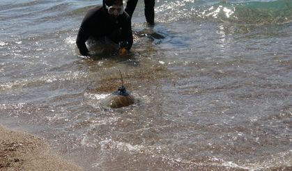 Uydu cihazı takılan yeşil deniz kaplumbağası Hanzala denize uğurlandı