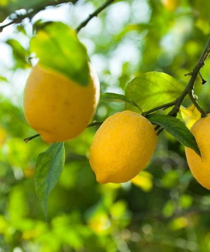 A101, BİM, CarrefourSA, Migros, ŞOK'ta pestisit alarmı! Limon analiz sonuçları çıktı