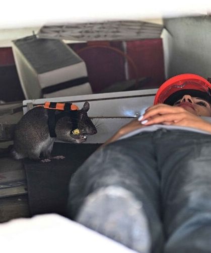 Antalya'nın fareleri bildiğiniz farelerden değil! Neler yaptıklarına şaşıracaksınız