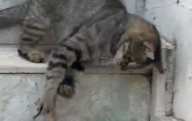 Antalya’da kedi ve yılanın ilginç mücadelesi