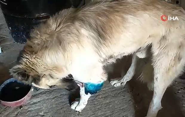 Serik'te çoban köpeğini tüfekle vurup sakat bıraktılar