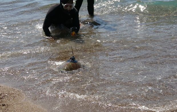 Uydu cihazı takılan yeşil deniz kaplumbağası Hanzala denize uğurlandı