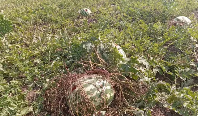 Bahçeye giren çiftçinin dünyası başına yıkıldı: Sadece bir tane kaldı