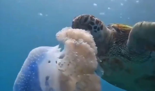 Antalya'da deniz plastik çöplüğü haline geldi! Bu görüntülerle mesaj verildi