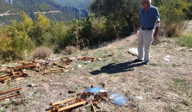 Antalya'da ayılar aç kalınca saldırdılar