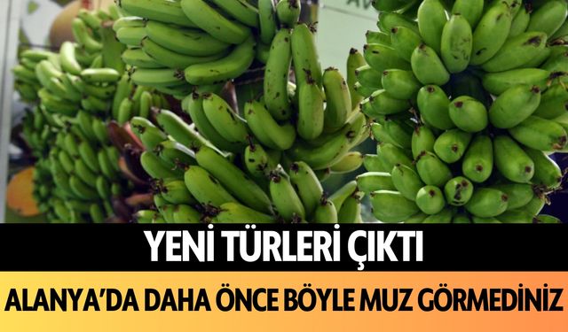 Alanya'da daha önce böyle muz görmediniz! Yeni türleri çıktı